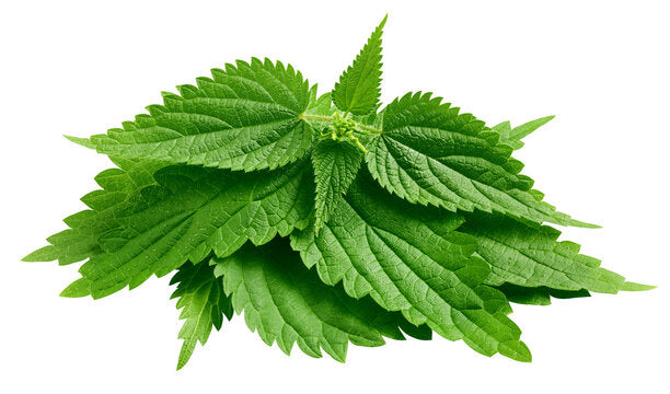 Nettle Leaf (100g)