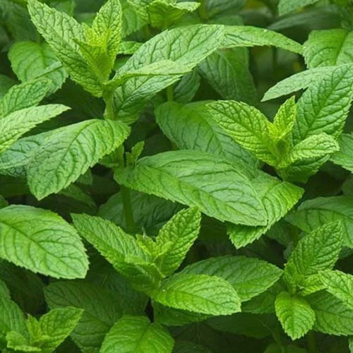 Dried Spearmint Leaf (100g)